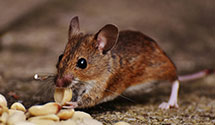 24 Hour & Emergency Exterminators in Green Valley Lake, CA